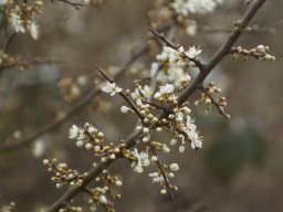06bloesem_sleedoorn